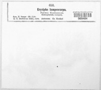 Erysiphe lamprocarpa image